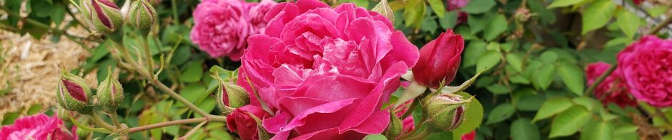 The Herbarie at Stoney Hill Farm blog